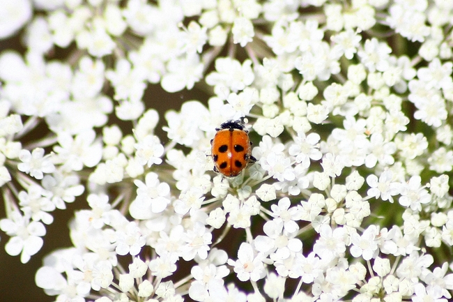 coccinella 1 da ID